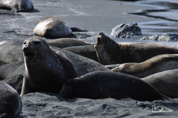 Algumas das muitas fêmeas de elefante-marinho de um harém na praia de Gold Harbour, na Geórgia do Sul